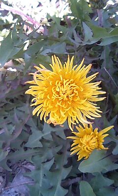 ニホンタンポポの花