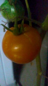 tomato0817.jpg