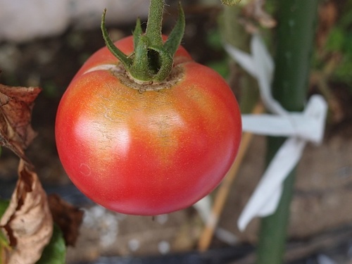 tomato0826.jpg