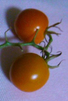tomato0911.jpg