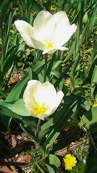 tulip0412.jpg